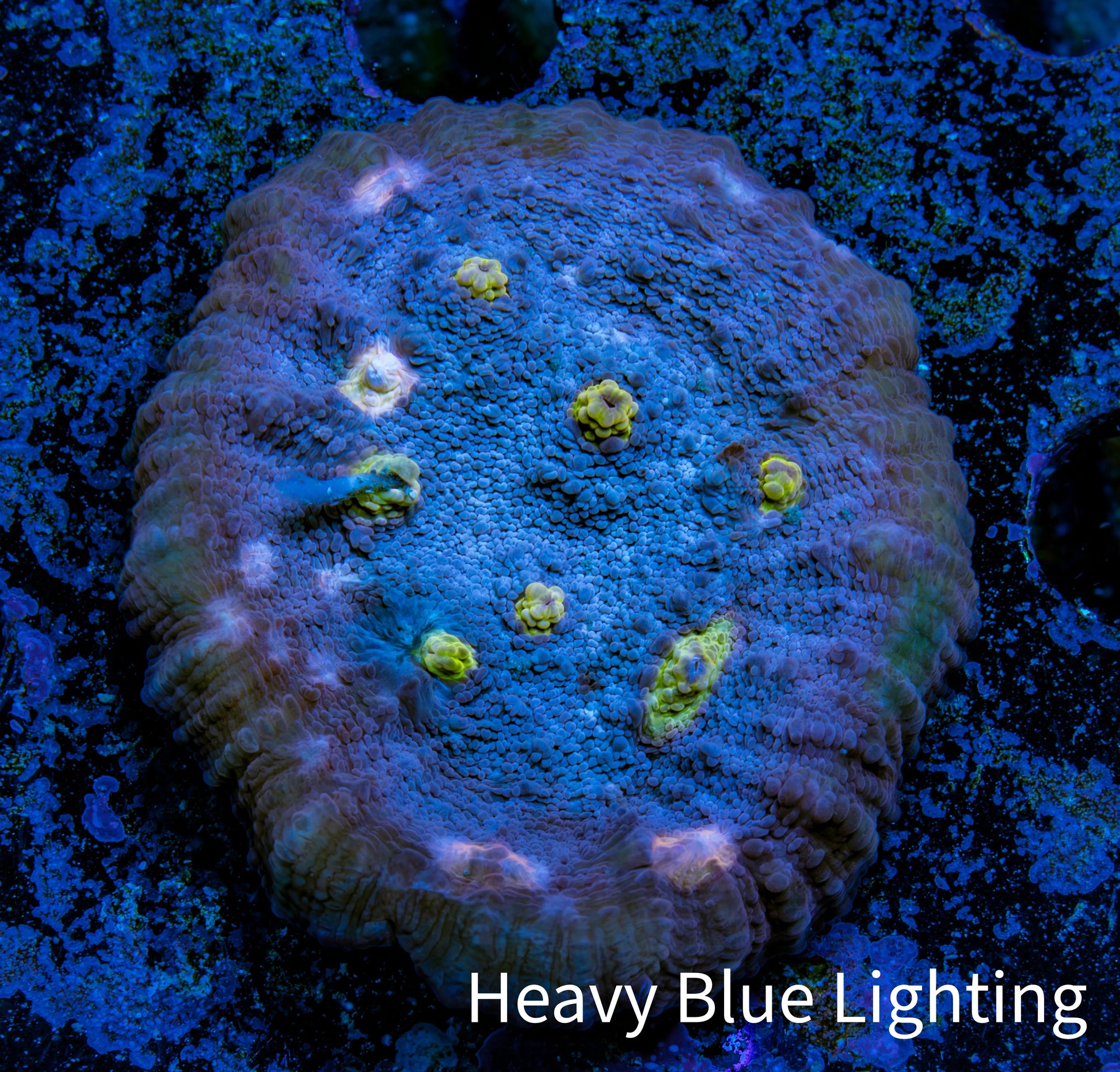 Ultra Chalice Coral- Miami Hurricane Frag WYSIWYG Ultra Chalice Coral- Miami Hurricane Frag WYSIWYG LPS Ultra Chalice Coral- Miami Hurricane Frag WYSIWYG Zeo Box Reef