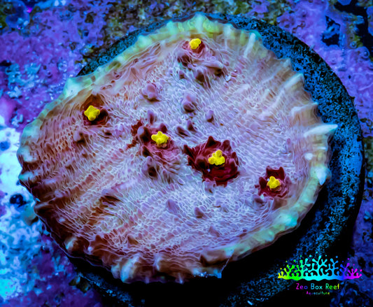 Ultra Chalice Coral- Miami Hurricane 🌀 Chalice Frag WYSIWYG B3R5B1 Ultra Chalice Coral- Miami Hurricane 🌀 Chalice Frag WYSIWYG B3R5B1 LPS Ultra Chalice Coral- Miami Hurricane 🌀 Chalice Frag WYSIWYG B3R5B1 Zeo Box Reef