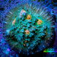 Ultra Chalice Coral- Miami Hurricane 🌀 Chalice Frag WYSIWYG B4R5B1 Ultra Chalice Coral- Miami Hurricane 🌀 Chalice Frag WYSIWYG B4R5B1 LPS Ultra Chalice Coral- Miami Hurricane 🌀 Chalice Frag WYSIWYG B4R5B1 Zeo Box Reef
