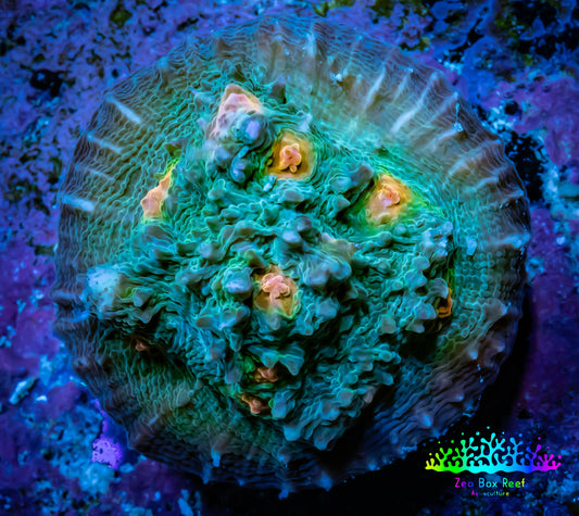 Ultra Chalice Coral- Miami Hurricane 🌀 Chalice Frag WYSIWYG B4R5B1 Ultra Chalice Coral- Miami Hurricane 🌀 Chalice Frag WYSIWYG B4R5B1 LPS Ultra Chalice Coral- Miami Hurricane 🌀 Chalice Frag WYSIWYG B4R5B1 Zeo Box Reef