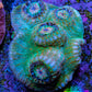Ultra Chalice Coral WYSIWYG 3cm Ultra Chalice Coral WYSIWYG 3cm LPS Ultra Chalice Coral WYSIWYG 3cm Zeo Box Reef