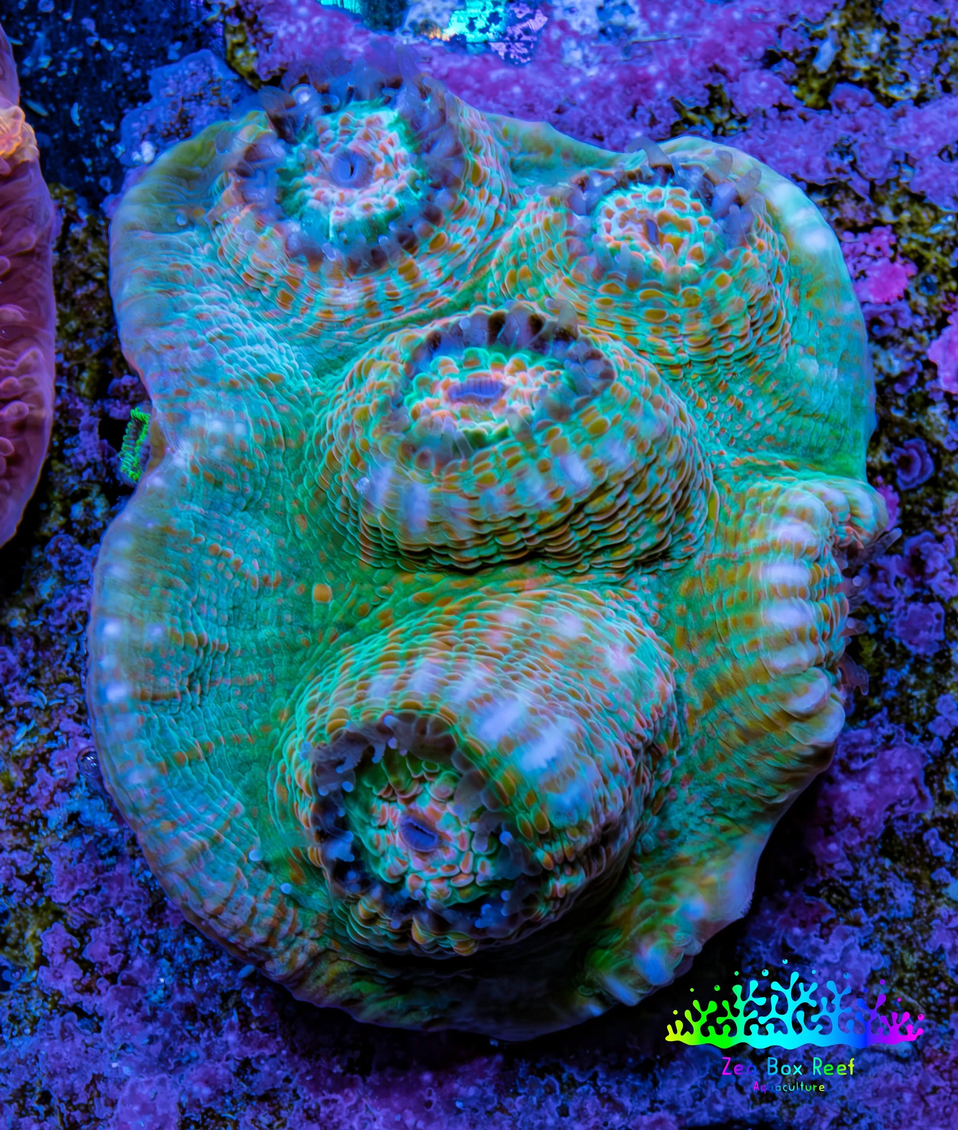 Ultra Chalice Coral WYSIWYG 3cm Ultra Chalice Coral WYSIWYG 3cm LPS Ultra Chalice Coral WYSIWYG 3cm Zeo Box Reef