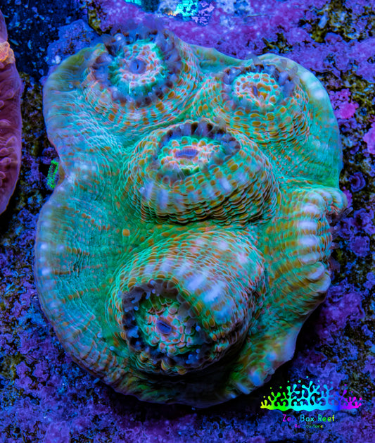Ultra Chalice Coral WYSIWYG 3cm Ultra Chalice Coral WYSIWYG 3cm LPS Ultra Chalice Coral WYSIWYG 3cm Zeo Box Reef
