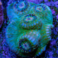 Ultra Chalice Coral WYSIWYG 3cm Ultra Chalice Coral WYSIWYG 3cm LPS Ultra Chalice Coral WYSIWYG 3cm Zeo Box Reef