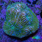 Ultra Chalice Coral WYSIWYG 3cm Ultra Chalice Coral WYSIWYG 3cm LPS Ultra Chalice Coral WYSIWYG 3cm Zeo Box Reef