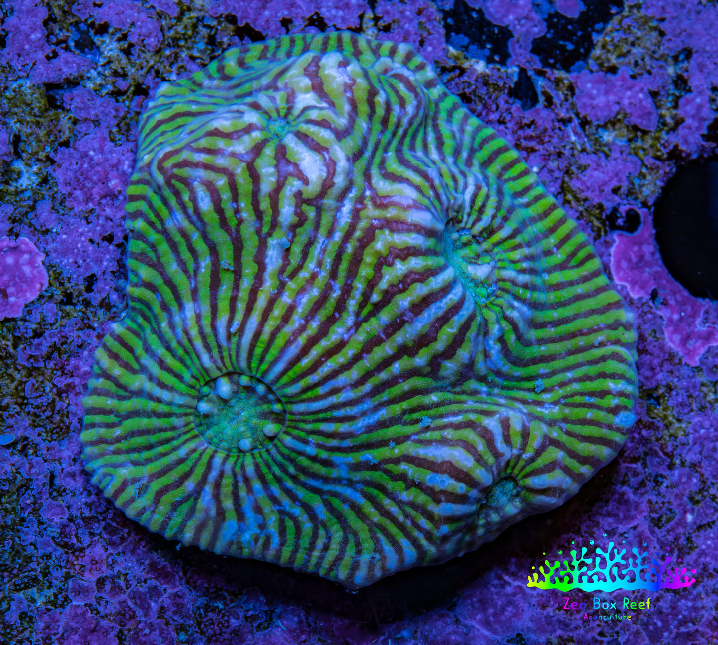 Ultra Chalice Coral WYSIWYG 3cm Ultra Chalice Coral WYSIWYG 3cm LPS Ultra Chalice Coral WYSIWYG 3cm Zeo Box Reef