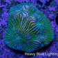 Ultra Chalice Coral WYSIWYG 3cm Ultra Chalice Coral WYSIWYG 3cm LPS Ultra Chalice Coral WYSIWYG 3cm Zeo Box Reef