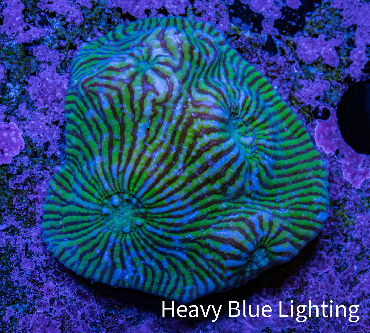 Ultra Chalice Coral WYSIWYG 3cm Ultra Chalice Coral WYSIWYG 3cm LPS Ultra Chalice Coral WYSIWYG 3cm Zeo Box Reef