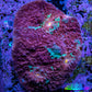 Ultra Chalice Coral WYSIWYG 4cm Ultra Chalice Coral WYSIWYG 4cm LPS Ultra Chalice Coral WYSIWYG 4cm Zeo Box Reef
