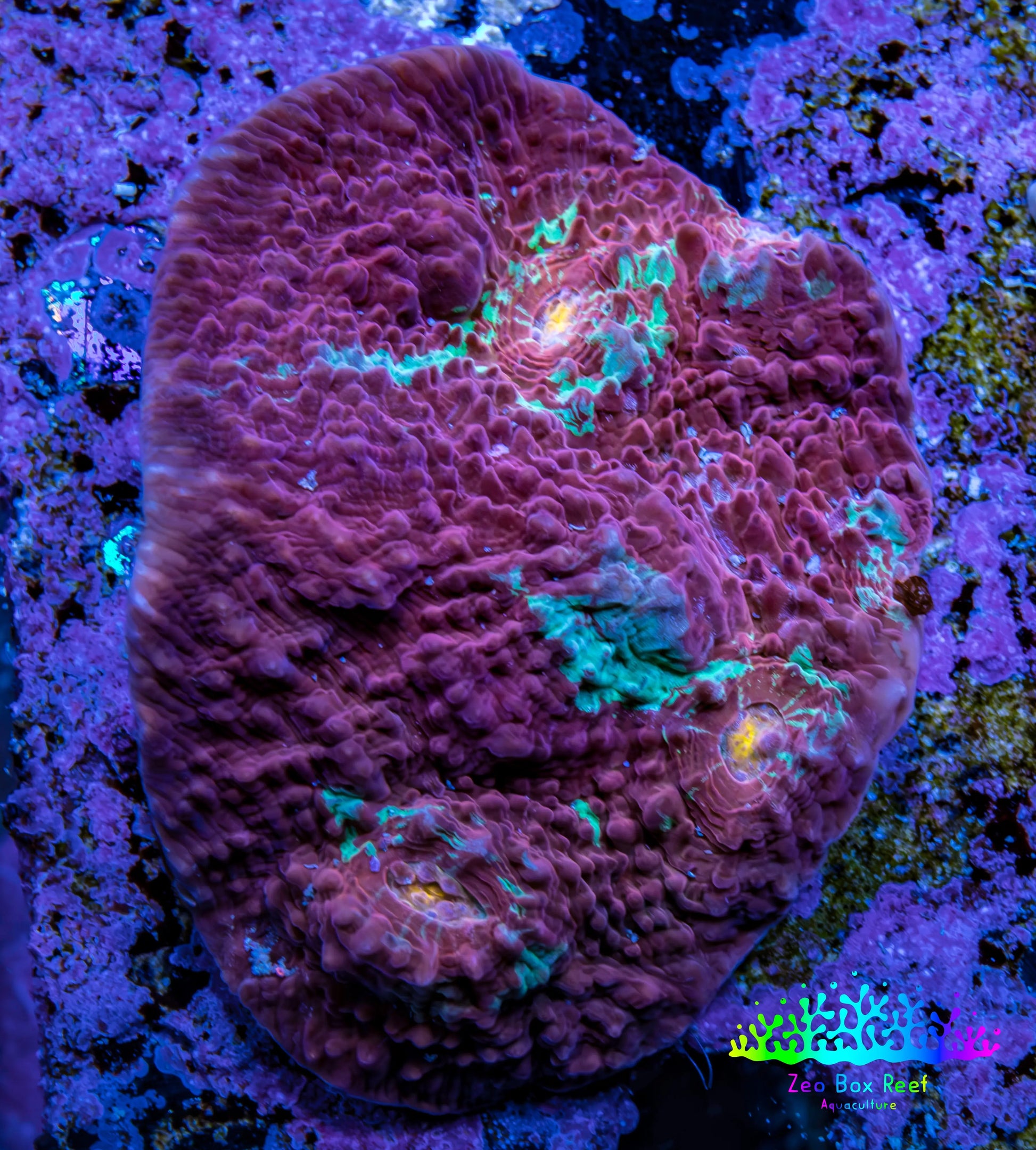 Ultra Chalice Coral WYSIWYG 4cm Ultra Chalice Coral WYSIWYG 4cm LPS Ultra Chalice Coral WYSIWYG 4cm Zeo Box Reef