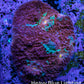 Ultra Chalice Coral WYSIWYG 4cm Ultra Chalice Coral WYSIWYG 4cm LPS Ultra Chalice Coral WYSIWYG 4cm Zeo Box Reef