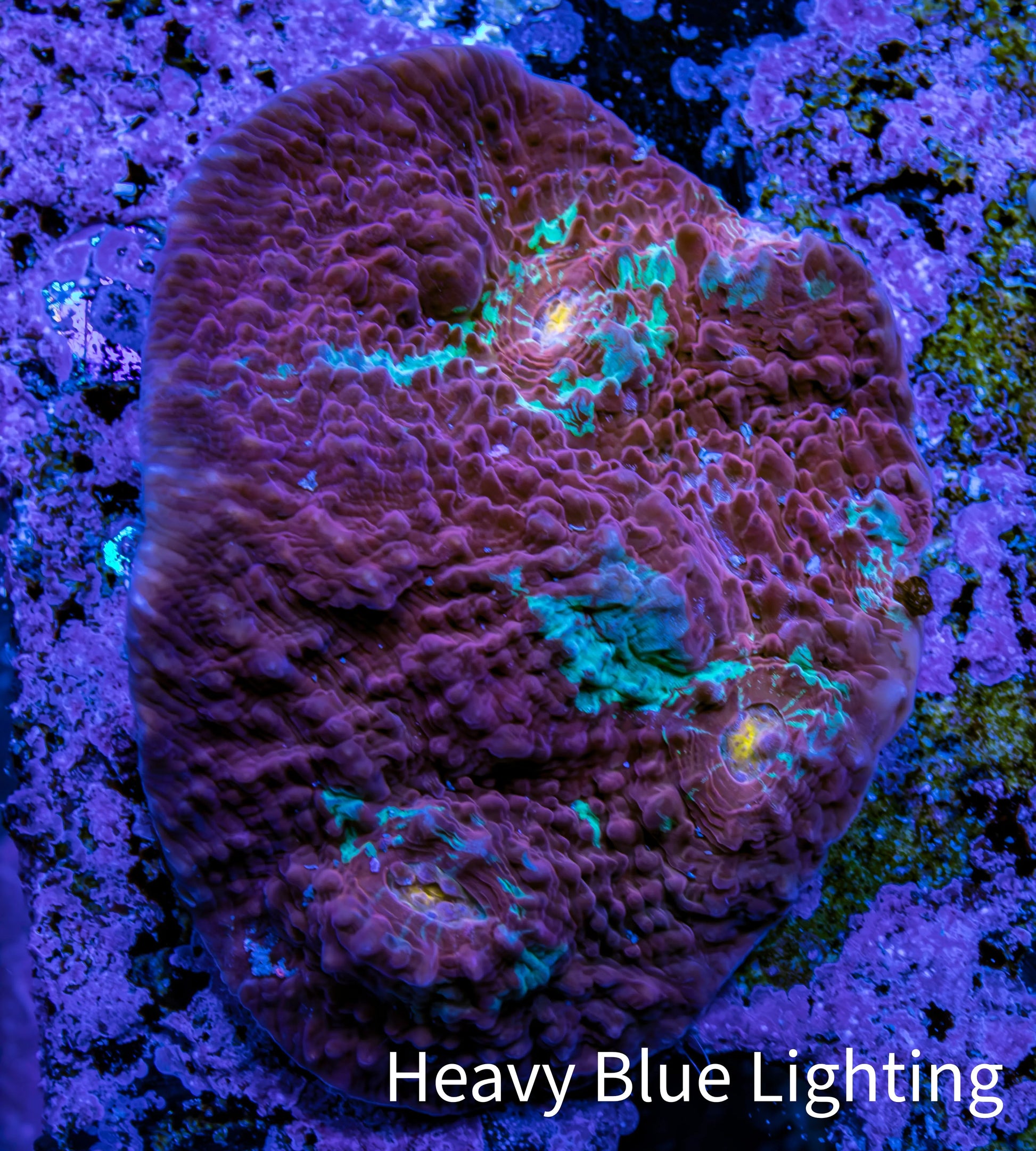Ultra Chalice Coral WYSIWYG 4cm Ultra Chalice Coral WYSIWYG 4cm LPS Ultra Chalice Coral WYSIWYG 4cm Zeo Box Reef