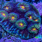 Ultra Chalice Coral WYSIWYG 4cm Ultra Chalice Coral WYSIWYG 4cm LPS Ultra Chalice Coral WYSIWYG 4cm Zeo Box Reef