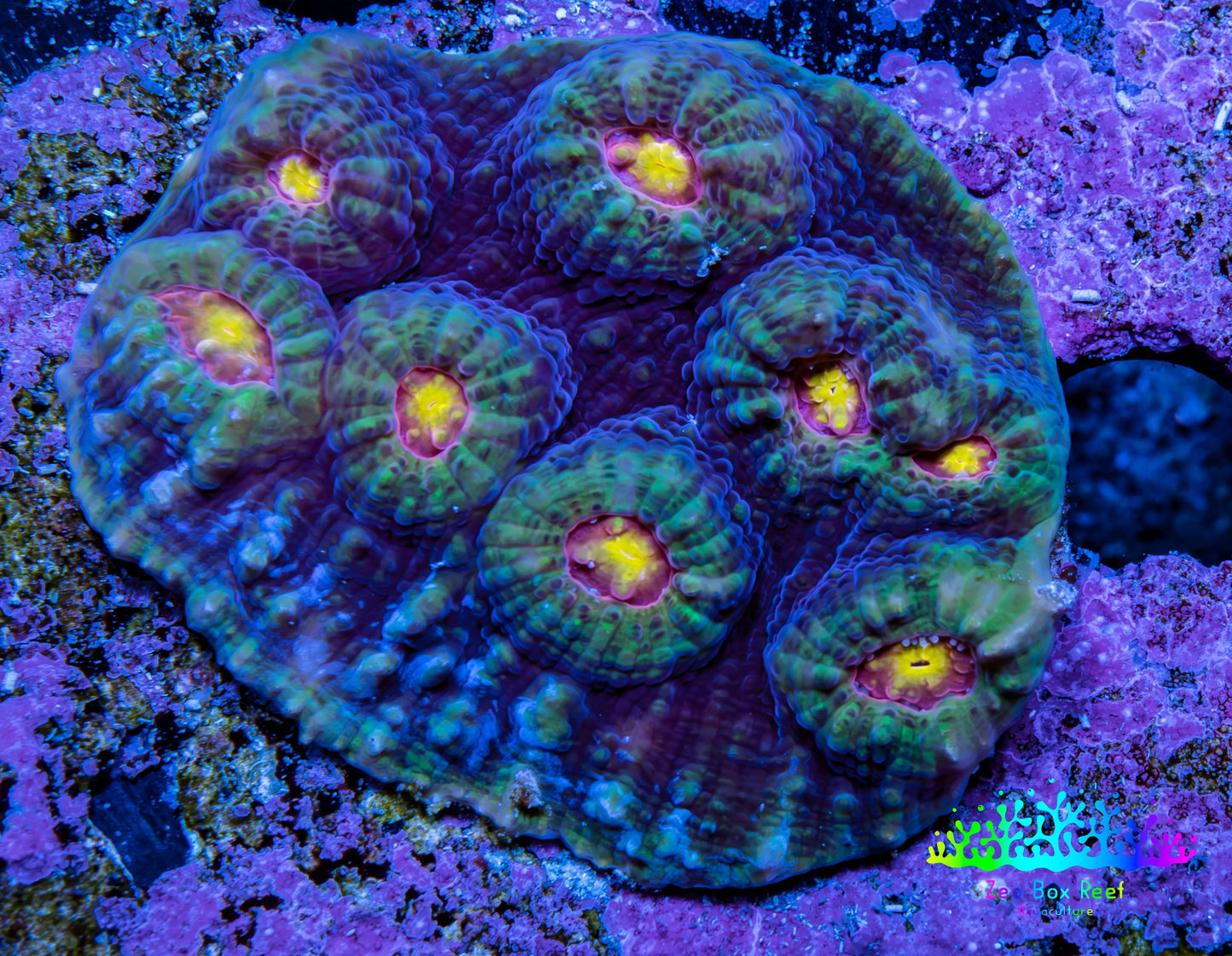 Ultra Chalice Coral WYSIWYG 4cm Ultra Chalice Coral WYSIWYG 4cm LPS Ultra Chalice Coral WYSIWYG 4cm Zeo Box Reef