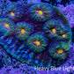 Ultra Chalice Coral WYSIWYG 4cm Ultra Chalice Coral WYSIWYG 4cm LPS Ultra Chalice Coral WYSIWYG 4cm Zeo Box Reef