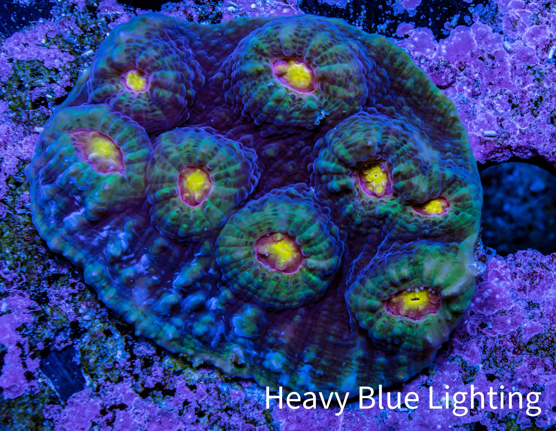 Ultra Chalice Coral WYSIWYG 4cm Ultra Chalice Coral WYSIWYG 4cm LPS Ultra Chalice Coral WYSIWYG 4cm Zeo Box Reef