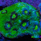 Ultra Chalice Coral WYSIWYG 4cm Ultra Chalice Coral WYSIWYG 4cm LPS Ultra Chalice Coral WYSIWYG 4cm Zeo Box Reef