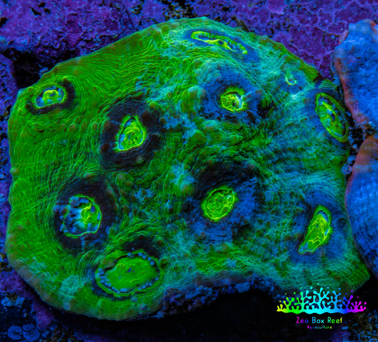 Ultra Chalice Coral WYSIWYG 4cm Ultra Chalice Coral WYSIWYG 4cm LPS Ultra Chalice Coral WYSIWYG 4cm Zeo Box Reef