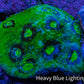 Ultra Chalice Coral WYSIWYG 4cm Ultra Chalice Coral WYSIWYG 4cm LPS Ultra Chalice Coral WYSIWYG 4cm Zeo Box Reef