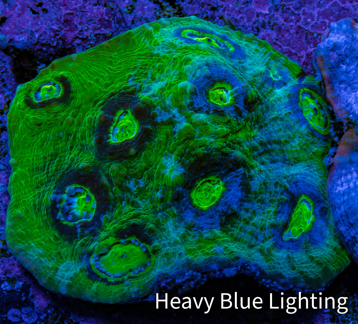 Ultra Chalice Coral WYSIWYG 4cm Ultra Chalice Coral WYSIWYG 4cm LPS Ultra Chalice Coral WYSIWYG 4cm Zeo Box Reef