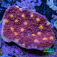 Ultra Chalice Coral WYSIWYG 4cm Ultra Chalice Coral WYSIWYG 4cm LPS Ultra Chalice Coral WYSIWYG 4cm Zeo Box Reef