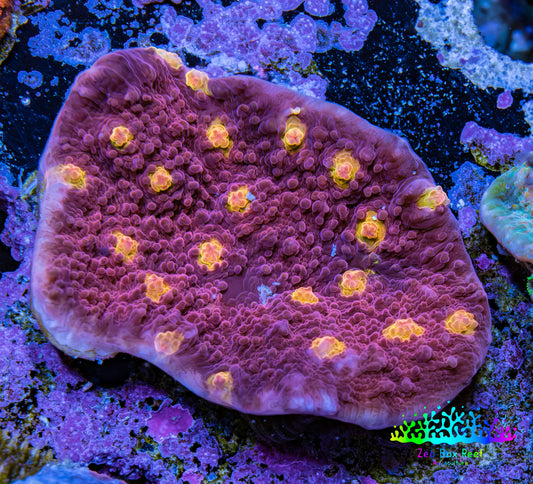 Ultra Chalice Coral WYSIWYG 4cm Ultra Chalice Coral WYSIWYG 4cm LPS Ultra Chalice Coral WYSIWYG 4cm Zeo Box Reef