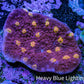 Ultra Chalice Coral WYSIWYG 4cm Ultra Chalice Coral WYSIWYG 4cm LPS Ultra Chalice Coral WYSIWYG 4cm Zeo Box Reef
