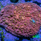 Ultra Chalice Coral WYSIWYG 6cm Ultra Chalice Coral WYSIWYG 6cm LPS Ultra Chalice Coral WYSIWYG 6cm Zeo Box Reef