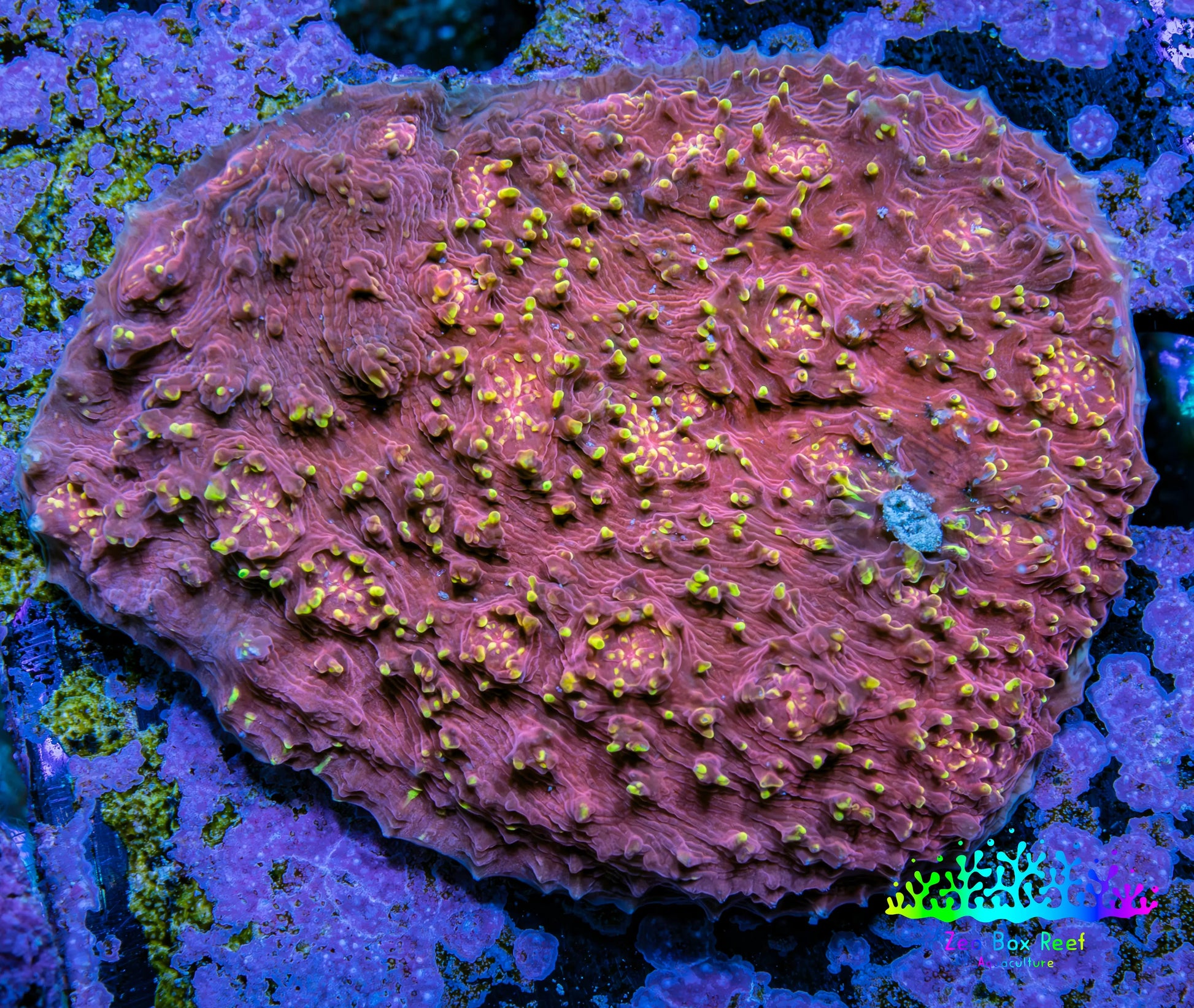 Ultra Chalice Coral WYSIWYG 6cm Ultra Chalice Coral WYSIWYG 6cm LPS Ultra Chalice Coral WYSIWYG 6cm Zeo Box Reef