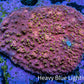 Ultra Chalice Coral WYSIWYG 6cm Ultra Chalice Coral WYSIWYG 6cm LPS Ultra Chalice Coral WYSIWYG 6cm Zeo Box Reef