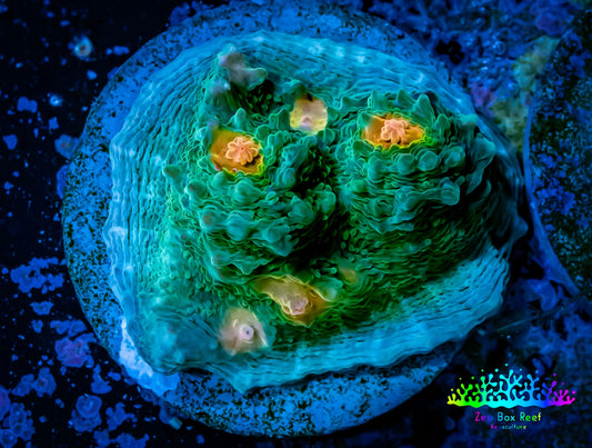 Ultra Chalice Coral-  🌴Miami Hurricane 🌀 Chalice Frag WYSIWYG C4R4B1 Ultra Chalice Coral-  🌴Miami Hurricane 🌀 Chalice Frag WYSIWYG C4R4B1 LPS Ultra Chalice Coral-  🌴Miami Hurricane 🌀 Chalice Frag WYSIWYG C4R4B1 Zeo Box Reef