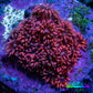 Ultra Cherry Red Goniopora Frag, WYSIWYG E1R4B1 Ultra Cherry Red Goniopora Frag, WYSIWYG E1R4B1 Animals & Pet Supplies Ultra Cherry Red Goniopora Frag, WYSIWYG E1R4B1 Zeo Box Reef