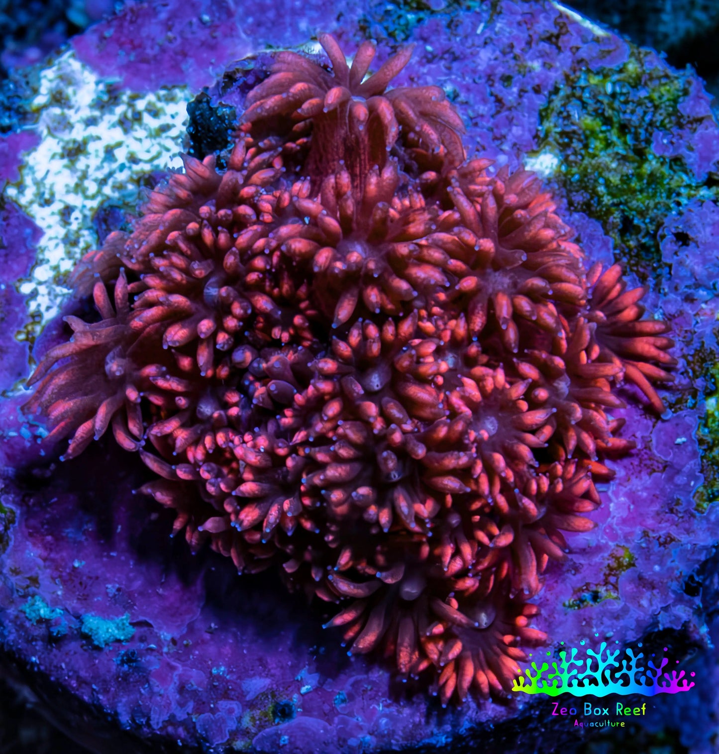 Ultra Cherry Red Goniopora Frag, WYSIWYG E1R4B1 Ultra Cherry Red Goniopora Frag, WYSIWYG E1R4B1 Animals & Pet Supplies Ultra Cherry Red Goniopora Frag, WYSIWYG E1R4B1 Zeo Box Reef