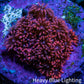 Ultra Cherry Red Goniopora Frag, WYSIWYG E1R4B1 Ultra Cherry Red Goniopora Frag, WYSIWYG E1R4B1 Animals & Pet Supplies Ultra Cherry Red Goniopora Frag, WYSIWYG E1R4B1 Zeo Box Reef