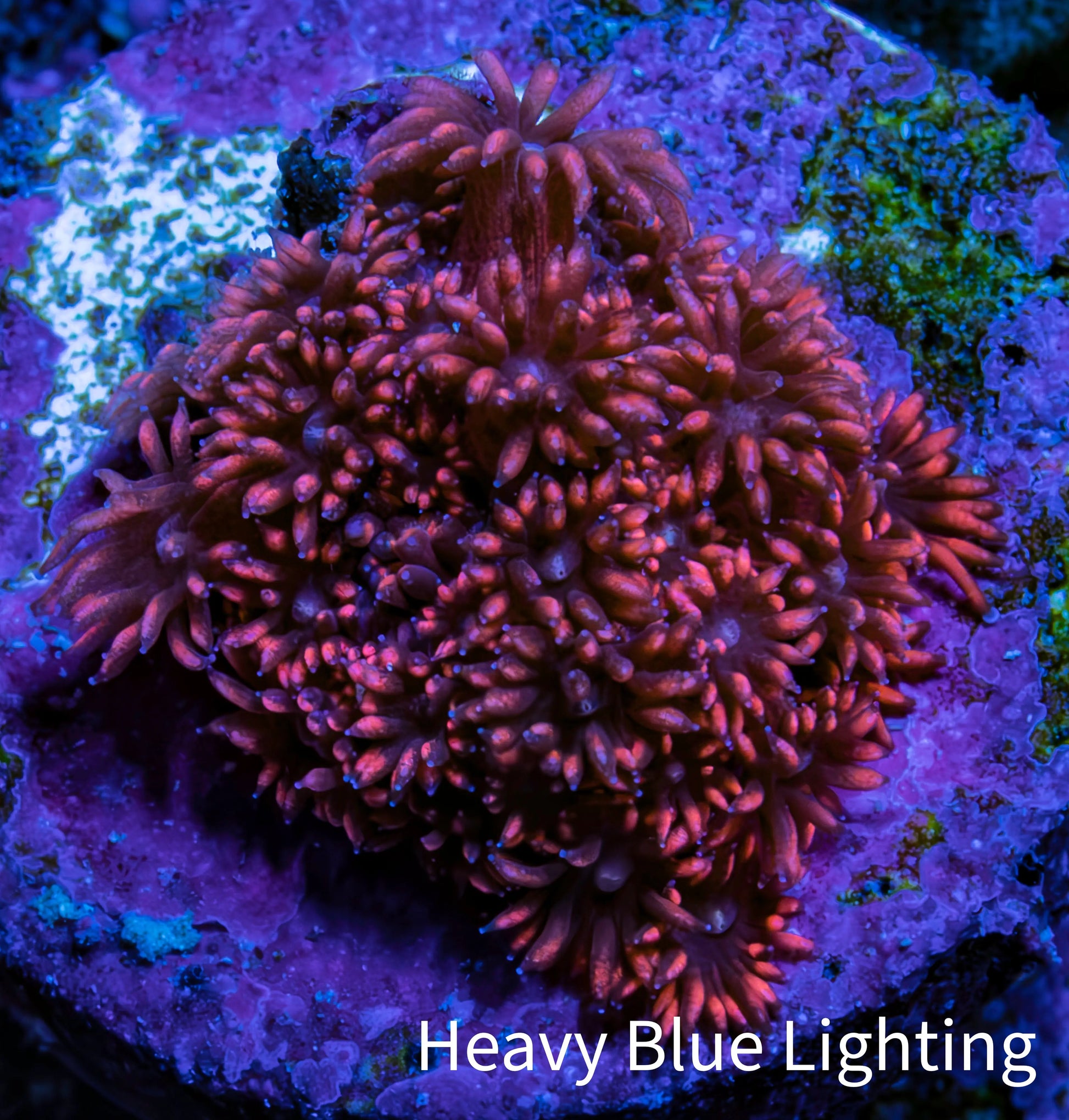 Ultra Cherry Red Goniopora Frag, WYSIWYG E1R4B1 Ultra Cherry Red Goniopora Frag, WYSIWYG E1R4B1 Animals & Pet Supplies Ultra Cherry Red Goniopora Frag, WYSIWYG E1R4B1 Zeo Box Reef
