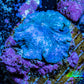 Ultra Corellamorph - Blue Morph Coral WYSIWYG 1.5cm A4R1B2 Ultra Corellamorph - Blue Morph Coral WYSIWYG 1.5cm A4R1B2 Animals & Pet Supplies Ultra Corellamorph - Blue Morph Coral WYSIWYG 1.5cm A4R1B2 Zeo Box Reef
