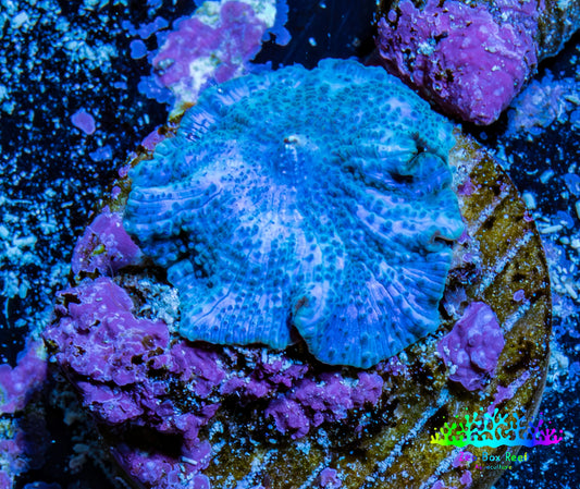 Ultra Corellamorph - Blue Morph Coral WYSIWYG 1.5cm A4R1B2 Ultra Corellamorph - Blue Morph Coral WYSIWYG 1.5cm A4R1B2 Animals & Pet Supplies Ultra Corellamorph - Blue Morph Coral WYSIWYG 1.5cm A4R1B2 Zeo Box Reef