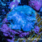 Ultra Corellamorph - Blue Morph Coral WYSIWYG 1.5cm A4R1B2 Ultra Corellamorph - Blue Morph Coral WYSIWYG 1.5cm A4R1B2 Animals & Pet Supplies Ultra Corellamorph - Blue Morph Coral WYSIWYG 1.5cm A4R1B2 Zeo Box Reef