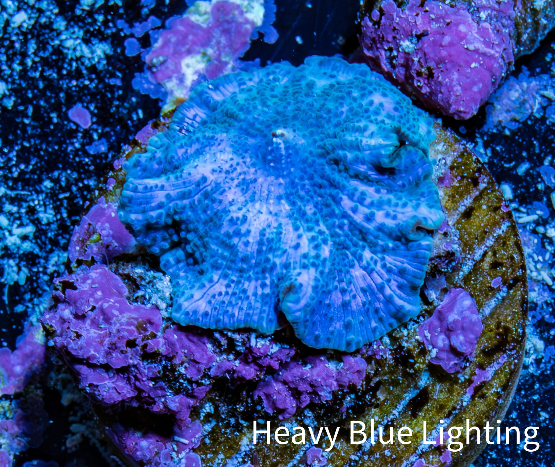 Ultra Corellamorph - Blue Morph Coral WYSIWYG 1.5cm A4R1B2 Ultra Corellamorph - Blue Morph Coral WYSIWYG 1.5cm A4R1B2 Animals & Pet Supplies Ultra Corellamorph - Blue Morph Coral WYSIWYG 1.5cm A4R1B2 Zeo Box Reef