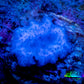 Ultra Corellamorph - Blue Morph Coral WYSIWYG 1.5cm Ultra Corellamorph - Blue Morph Coral WYSIWYG 1.5cm Animals & Pet Supplies Ultra Corellamorph - Blue Morph Coral WYSIWYG 1.5cm Zeo Box Reef
