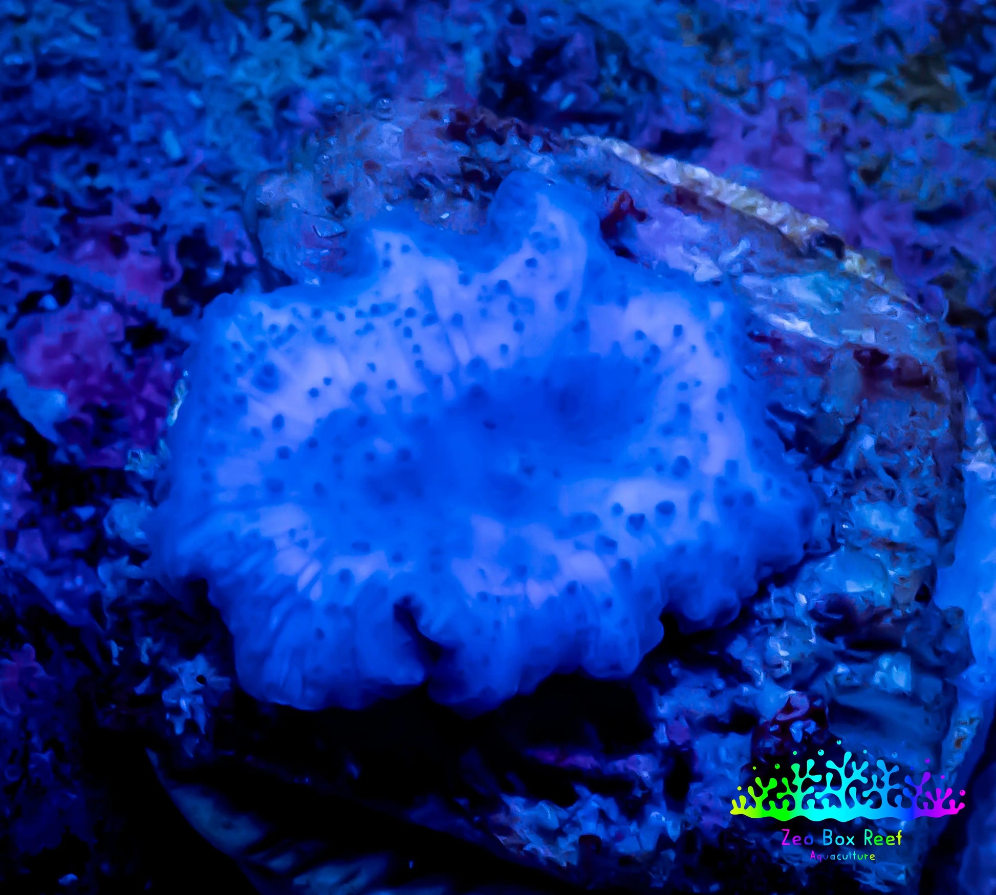 Ultra Corellamorph - Blue Morph Coral WYSIWYG 1.5cm Ultra Corellamorph - Blue Morph Coral WYSIWYG 1.5cm Animals & Pet Supplies Ultra Corellamorph - Blue Morph Coral WYSIWYG 1.5cm Zeo Box Reef
