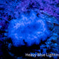 Ultra Corellamorph - Blue Morph Coral WYSIWYG 1.5cm Ultra Corellamorph - Blue Morph Coral WYSIWYG 1.5cm Animals & Pet Supplies Ultra Corellamorph - Blue Morph Coral WYSIWYG 1.5cm Zeo Box Reef