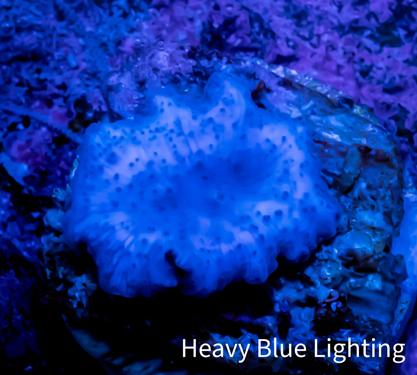 Ultra Corellamorph - Blue Morph Coral WYSIWYG 1.5cm Ultra Corellamorph - Blue Morph Coral WYSIWYG 1.5cm Animals & Pet Supplies Ultra Corellamorph - Blue Morph Coral WYSIWYG 1.5cm Zeo Box Reef