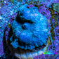 Ultra Corellamorph - Blue Morph Coral WYSIWYG 1cm A2R1B2 Ultra Corellamorph - Blue Morph Coral WYSIWYG 1cm A2R1B2 Animals & Pet Supplies Ultra Corellamorph - Blue Morph Coral WYSIWYG 1cm A2R1B2 Zeo Box Reef