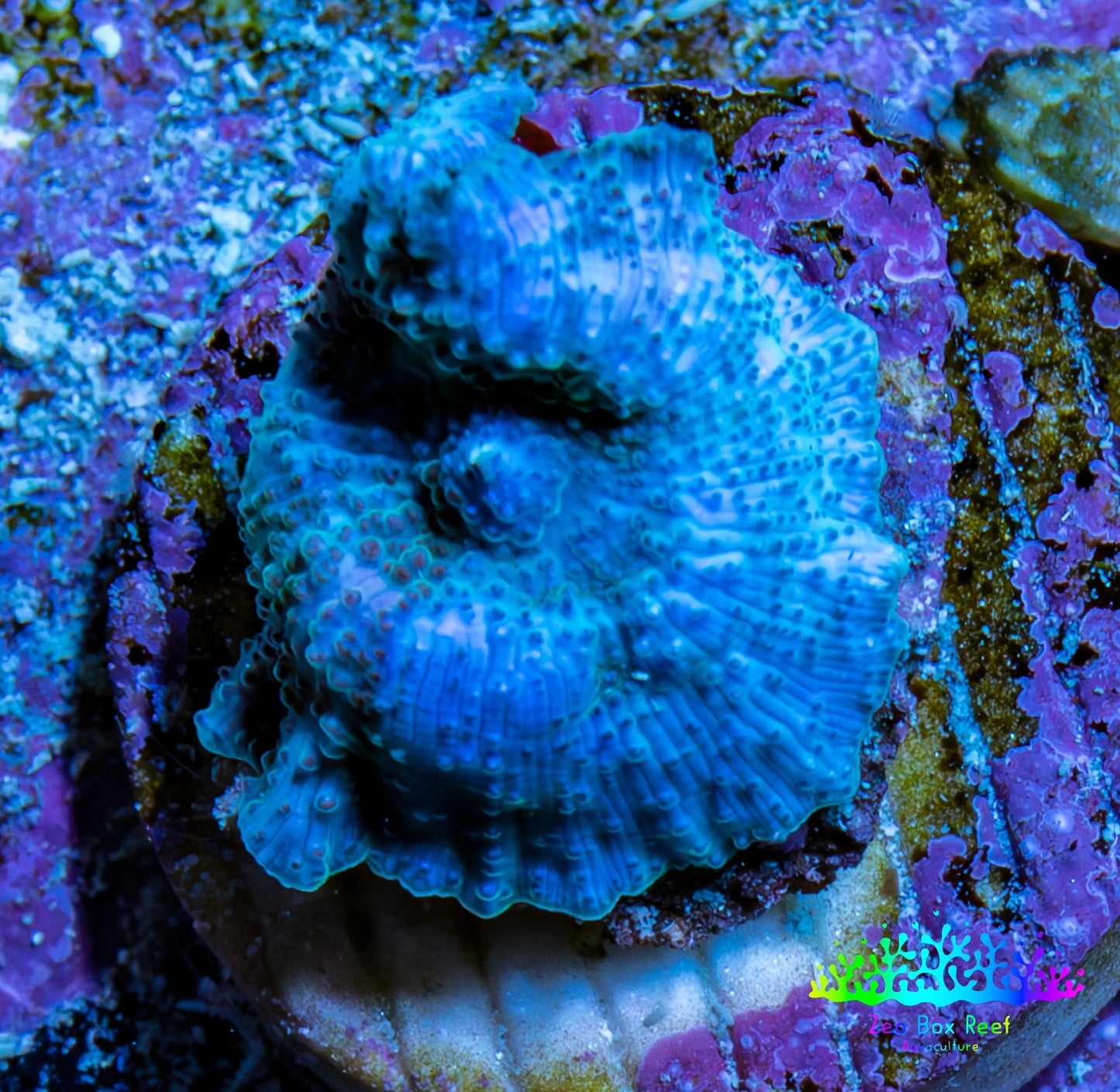 Ultra Corellamorph - Blue Morph Coral WYSIWYG 1cm A2R1B2 Ultra Corellamorph - Blue Morph Coral WYSIWYG 1cm A2R1B2 Animals & Pet Supplies Ultra Corellamorph - Blue Morph Coral WYSIWYG 1cm A2R1B2 Zeo Box Reef