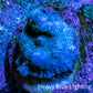 Ultra Corellamorph - Blue Morph Coral WYSIWYG 1cm A2R1B2 Ultra Corellamorph - Blue Morph Coral WYSIWYG 1cm A2R1B2 Animals & Pet Supplies Ultra Corellamorph - Blue Morph Coral WYSIWYG 1cm A2R1B2 Zeo Box Reef