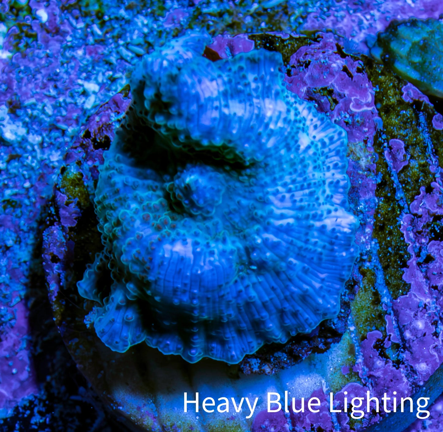 Ultra Corellamorph - Blue Morph Coral WYSIWYG 1cm A2R1B2 Ultra Corellamorph - Blue Morph Coral WYSIWYG 1cm A2R1B2 Animals & Pet Supplies Ultra Corellamorph - Blue Morph Coral WYSIWYG 1cm A2R1B2 Zeo Box Reef