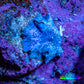 Ultra Corellamorph - Blue Morph Coral WYSIWYG 1cm A5R1B2 Ultra Corellamorph - Blue Morph Coral WYSIWYG 1cm A5R1B2 Animals & Pet Supplies Ultra Corellamorph - Blue Morph Coral WYSIWYG 1cm A5R1B2 Zeo Box Reef