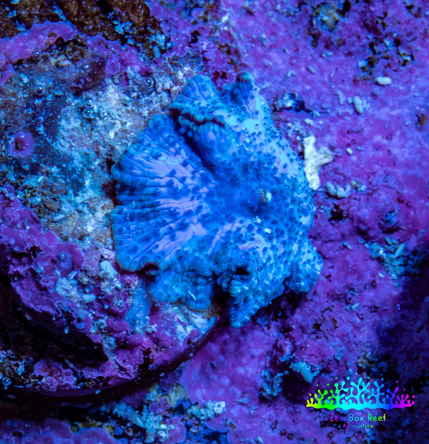 Ultra Corellamorph - Blue Morph Coral WYSIWYG 1cm A5R1B2 Ultra Corellamorph - Blue Morph Coral WYSIWYG 1cm A5R1B2 Animals & Pet Supplies Ultra Corellamorph - Blue Morph Coral WYSIWYG 1cm A5R1B2 Zeo Box Reef