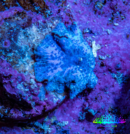 Ultra Corellamorph - Blue Morph Coral WYSIWYG 1cm A5R1B2 Ultra Corellamorph - Blue Morph Coral WYSIWYG 1cm A5R1B2 Animals & Pet Supplies Ultra Corellamorph - Blue Morph Coral WYSIWYG 1cm A5R1B2 Zeo Box Reef